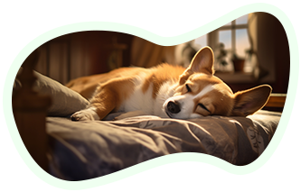 Reiki für Tiere
