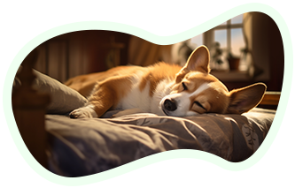 Reiki für Tiere